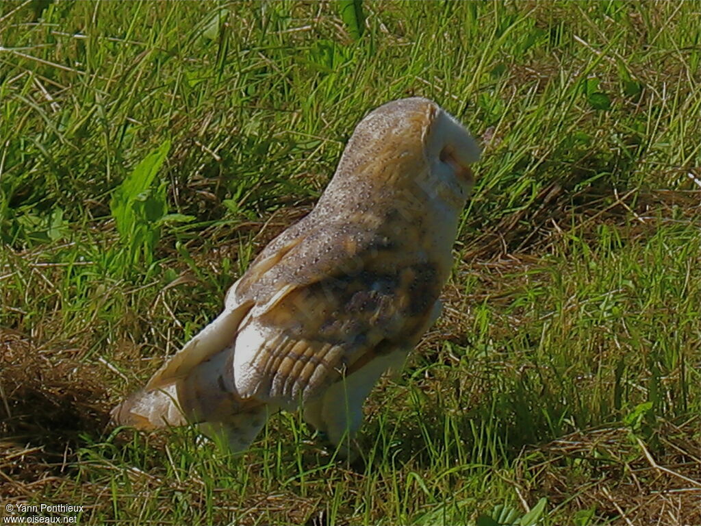 American Barn Owl
