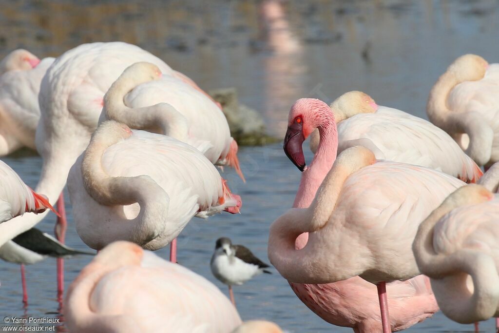 Flamant nain