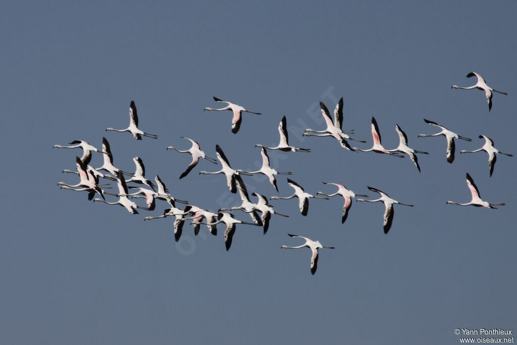 Flamant rose