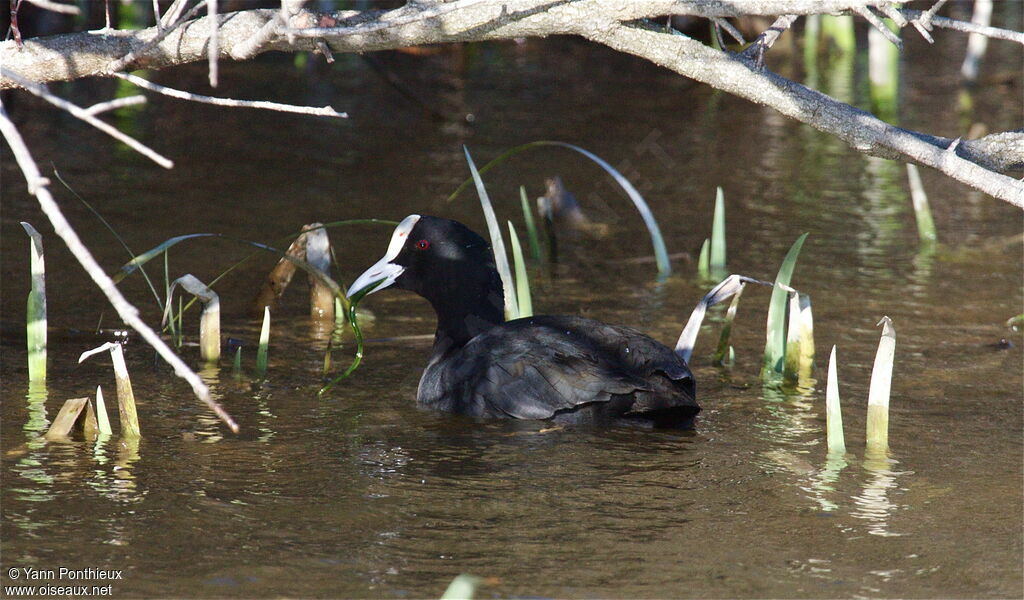 Eurasian Cootadult, feeding habits