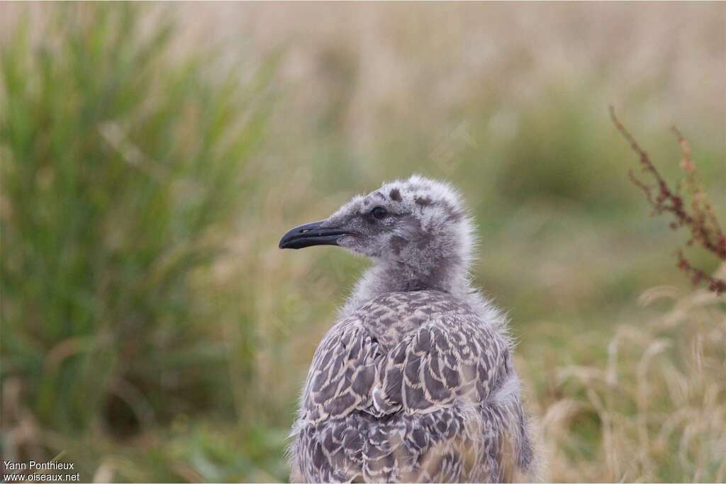 Goéland brunPoussin, identification