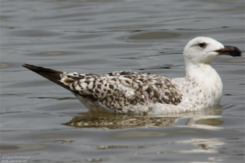 Great Black-backed Gullimmature