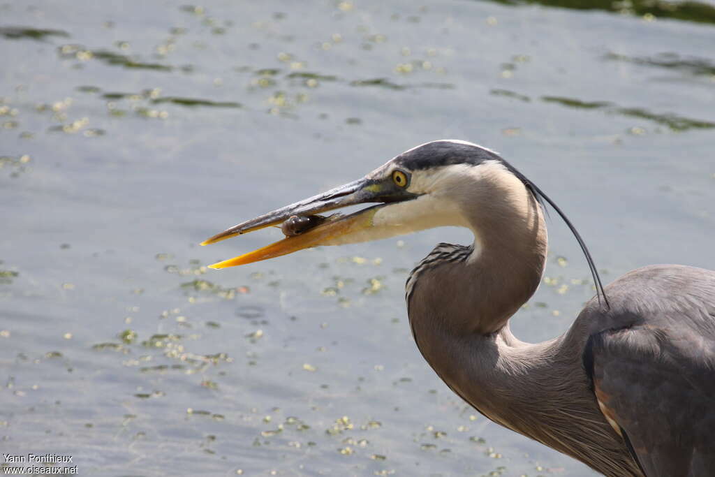 Grand Héron, pêche/chasse
