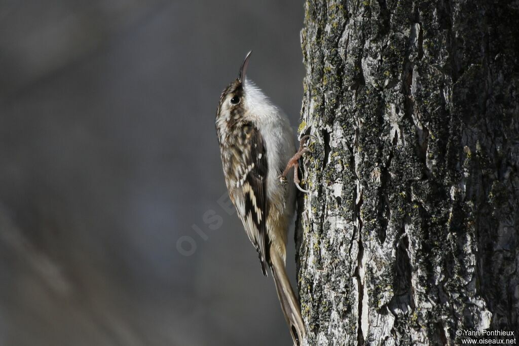 Brown Creeper