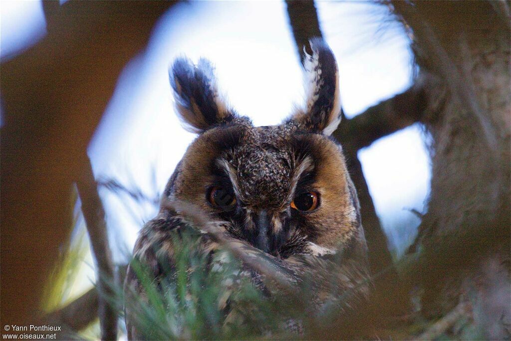 Long-eared Owladult
