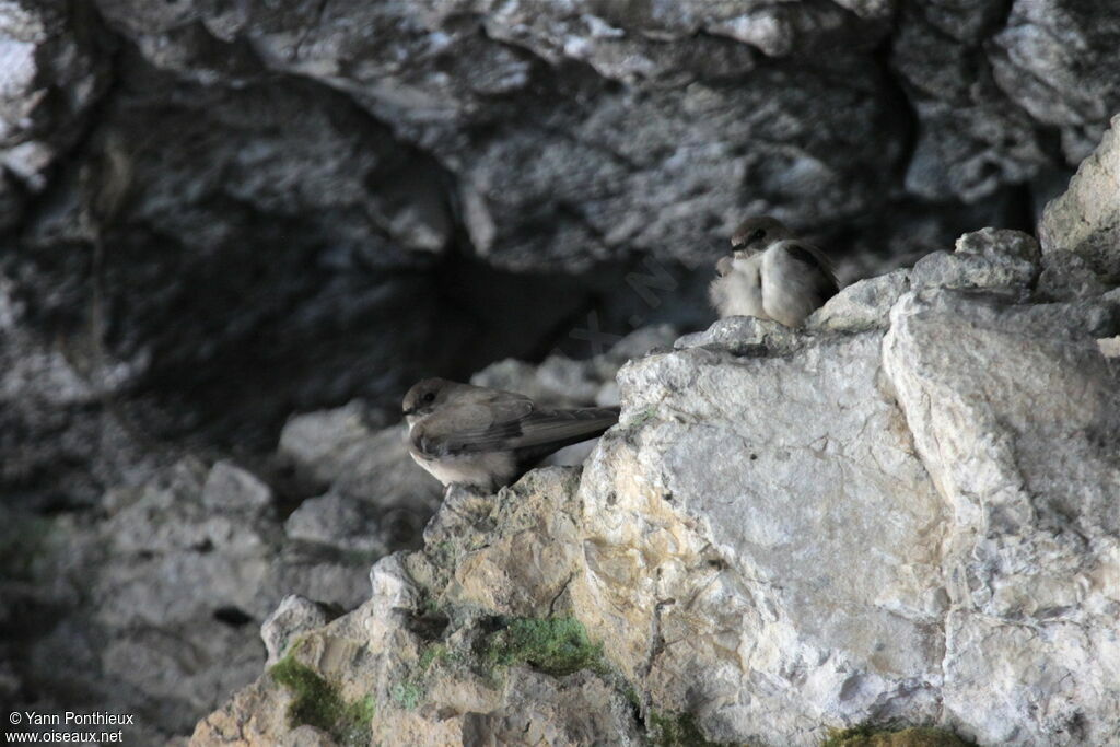 Hirondelle de rochers