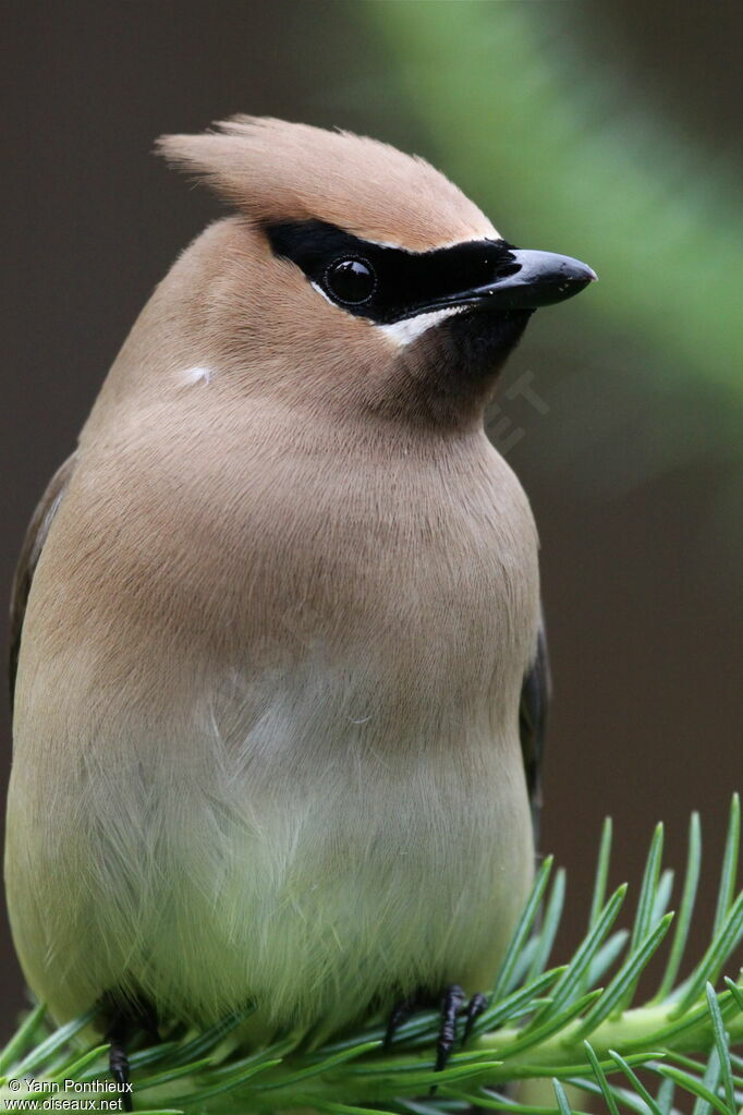 Cedar Waxwingadult breeding, identification
