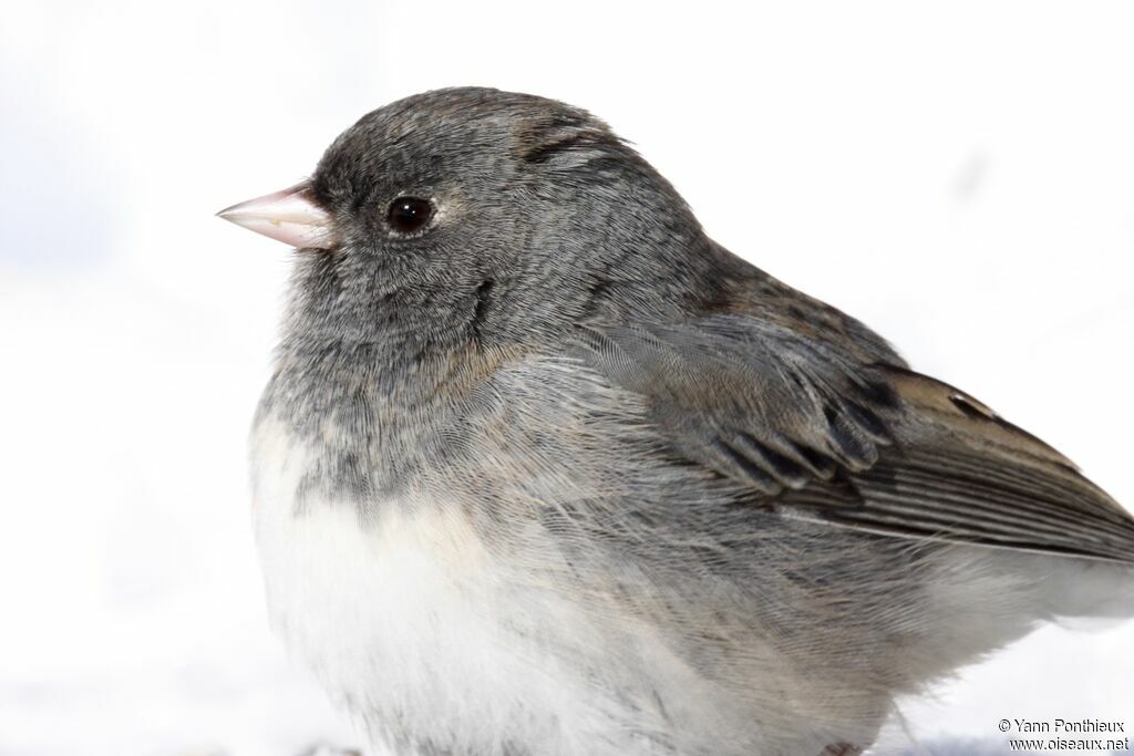 Junco ardoisé