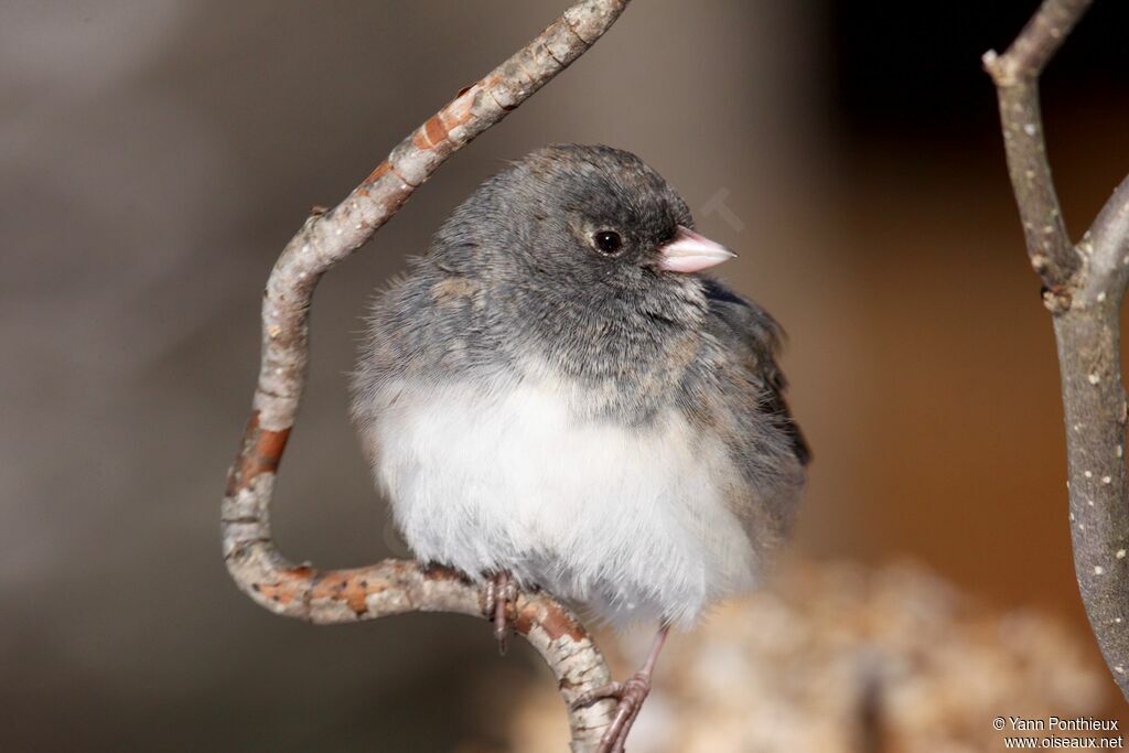 Junco ardoisé