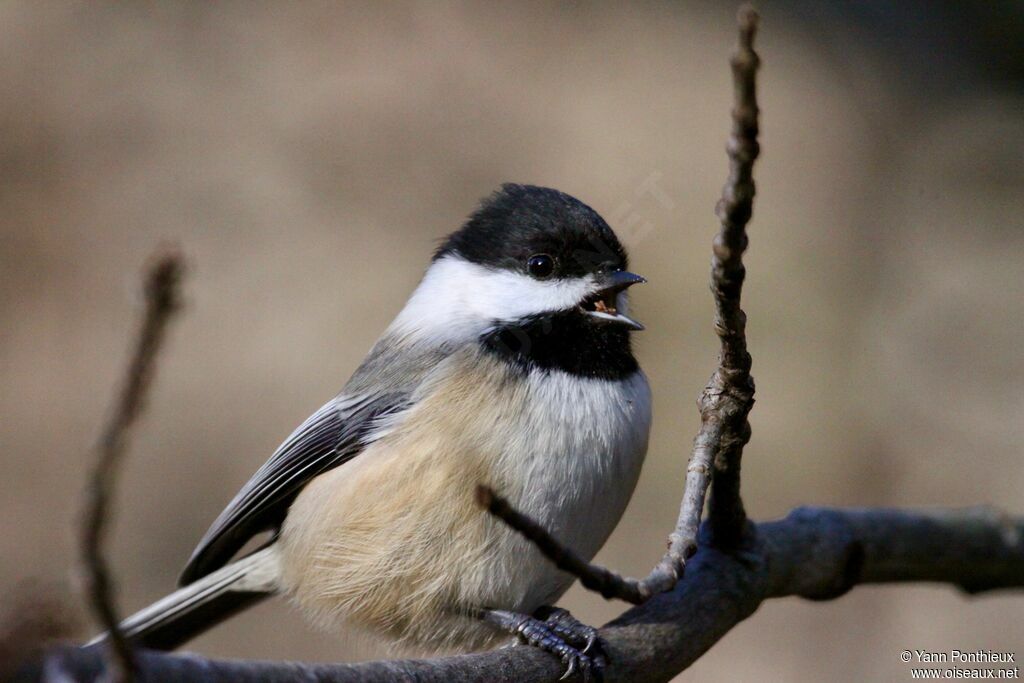 Mésange à tête noire