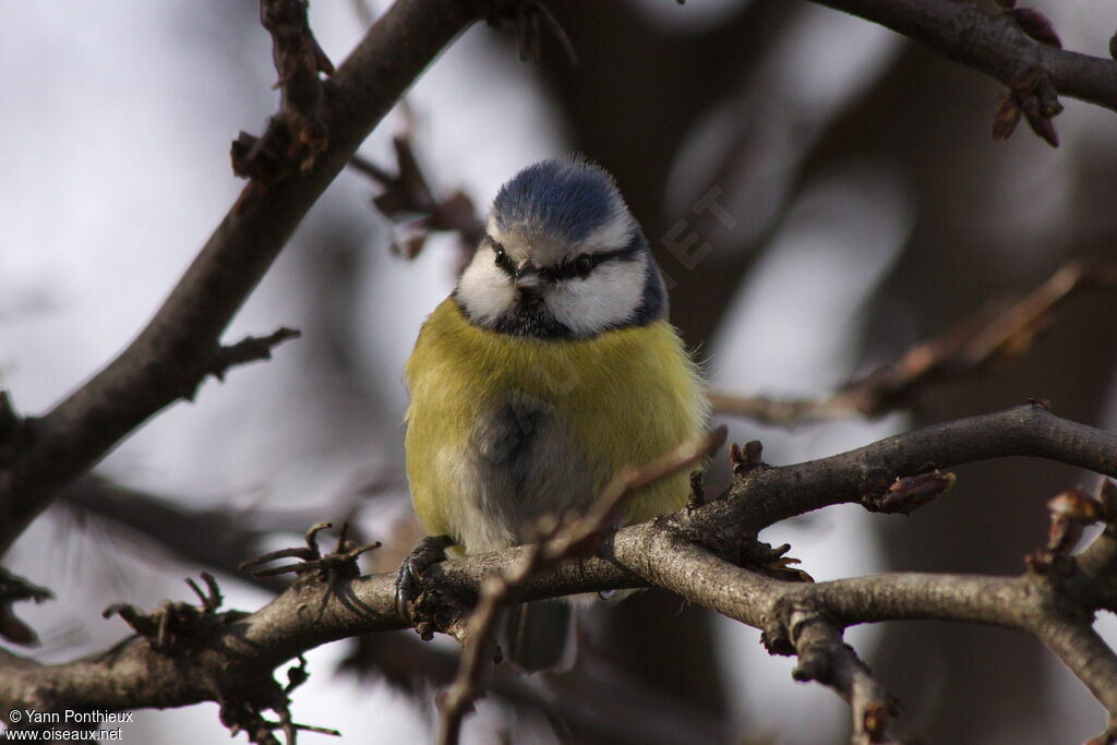 Mésange bleueadulte