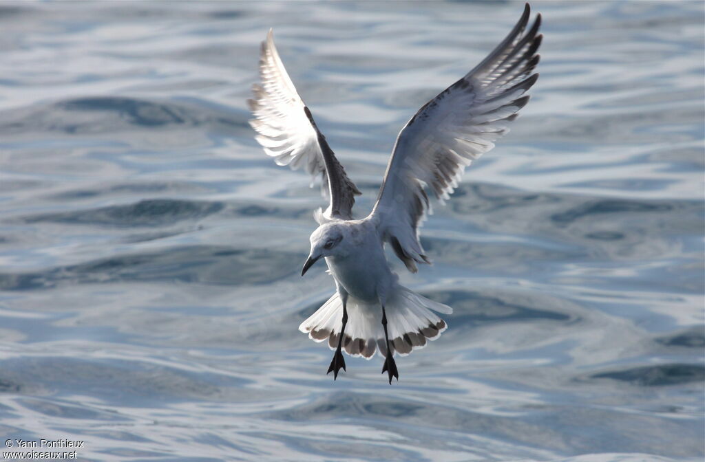 Mouette mélanocéphale1ère année, Vol