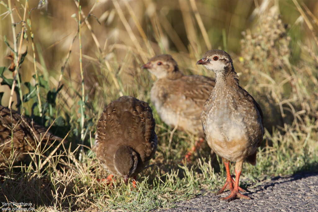 Red-legged Partridgejuvenile, identification