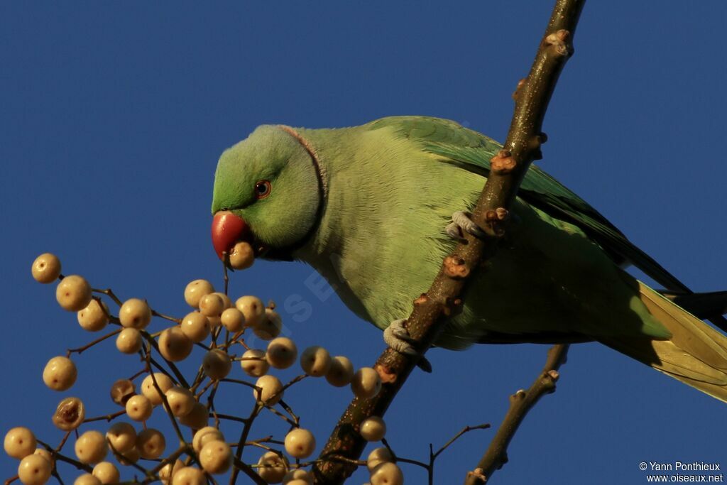 Perruche à collier, régime, mange