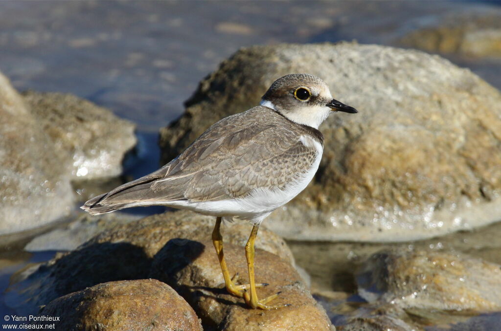 Little Ringed Ploverjuvenile