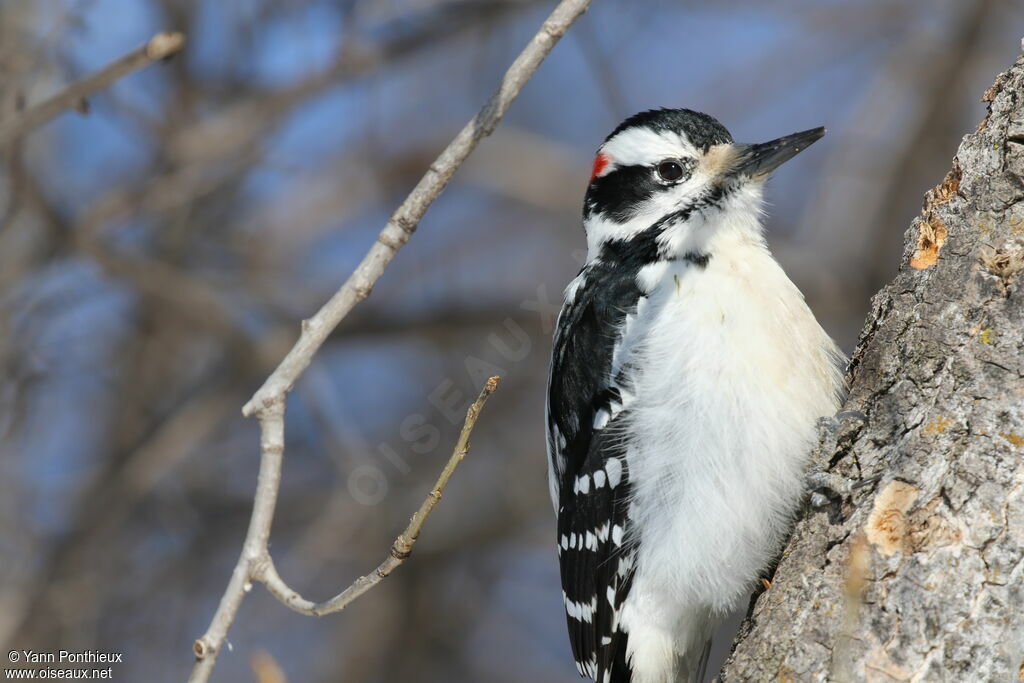 Hairy Woodpecker male