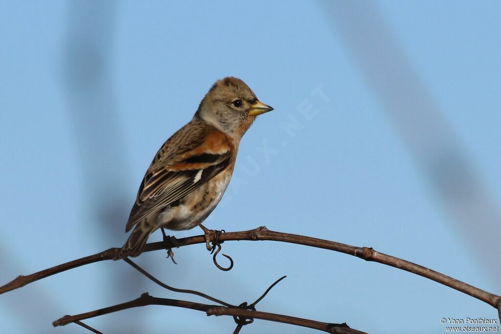 Brambling
