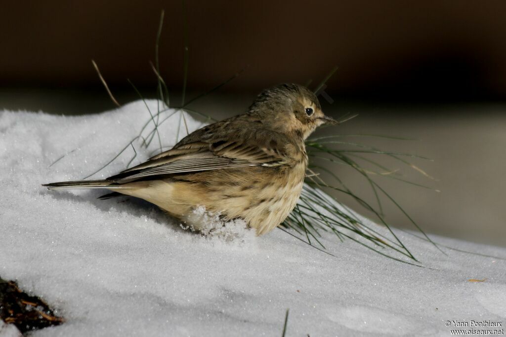 American Pipit