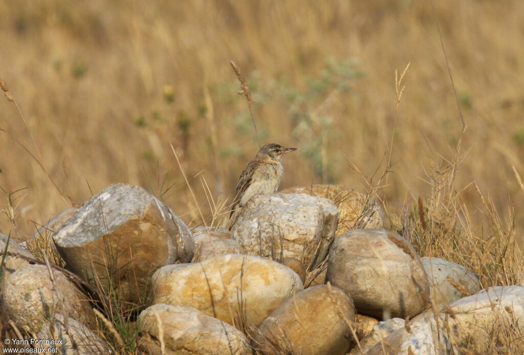 Pipit rousselinejuvénile