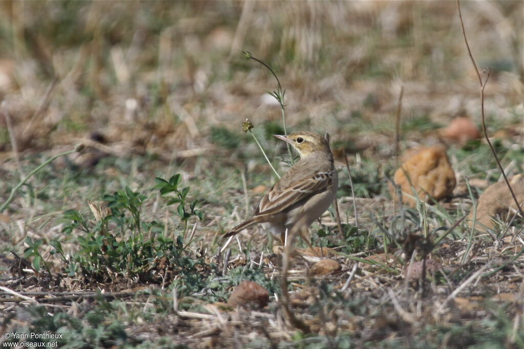 Pipit rousseline