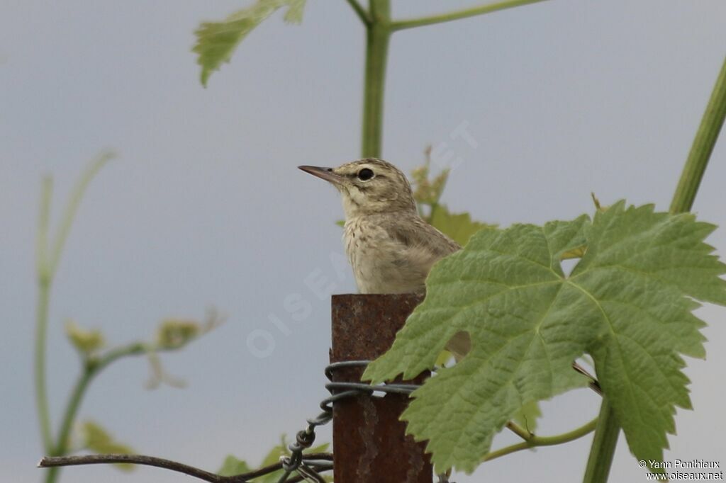 Pipit rousseline