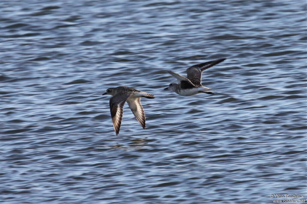 Grey Plover