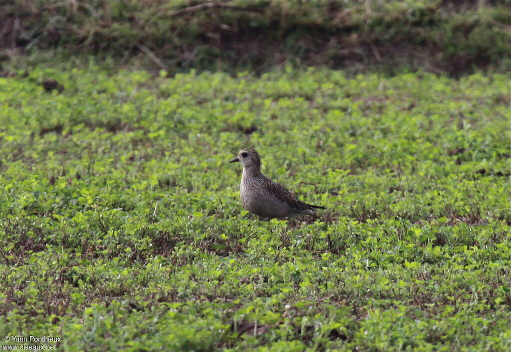 Pluvier doréimmature