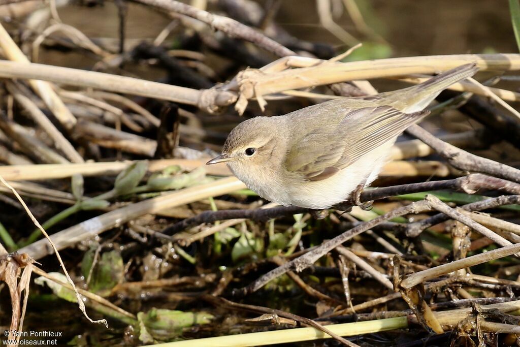 Pouillot de Sibérie