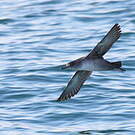 Puffin des Baléares
