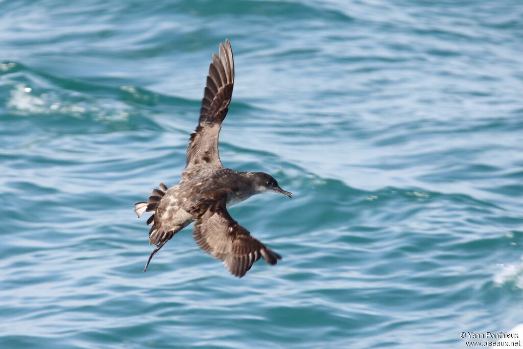Puffin des Baléares