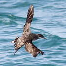 Puffin des Baléares