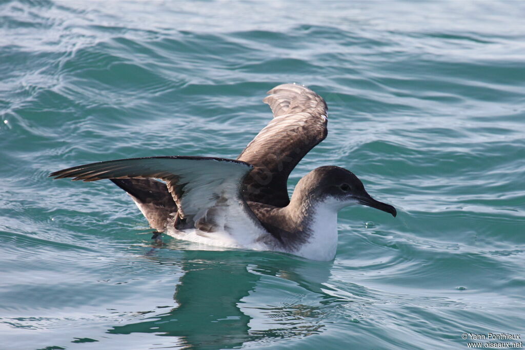 Yelkouan Shearwater