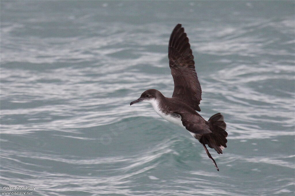Yelkouan Shearwater