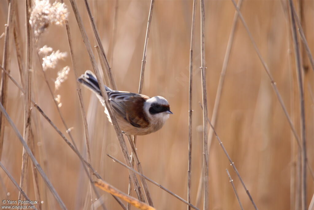 Rémiz penduline