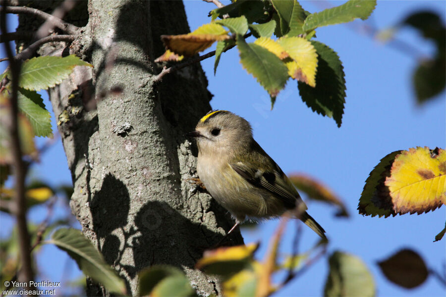 Goldcrest