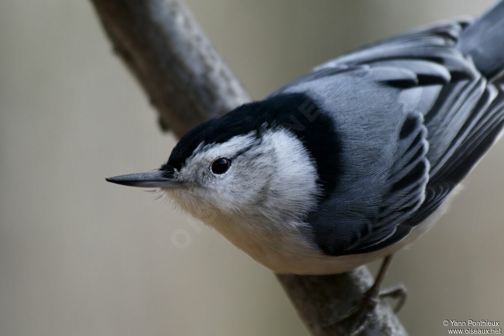 White-breasted Nuthatch
