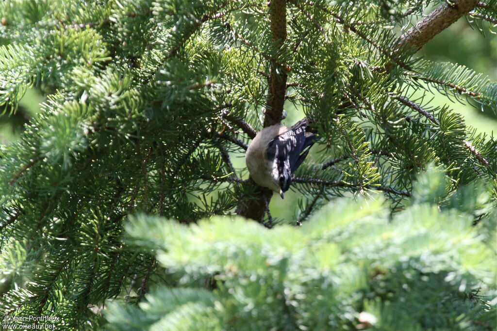 Red-breasted Nuthatch