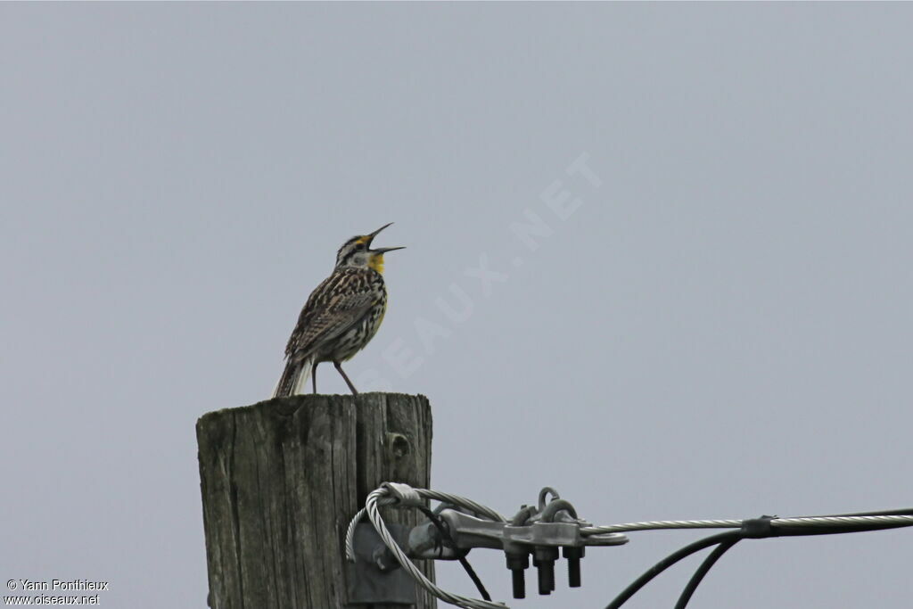 Eastern Meadowlarkadult breeding, song