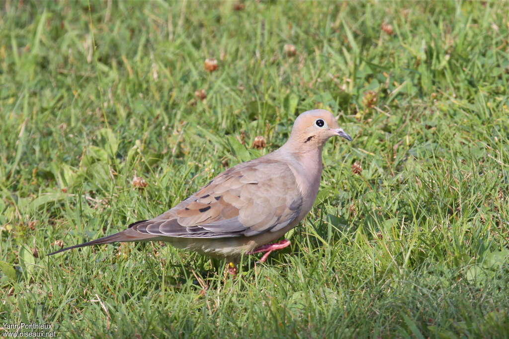 Mourning Dove, walking, fishing/hunting