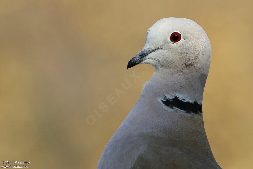 Eurasian Collared Dove, close-up portrait