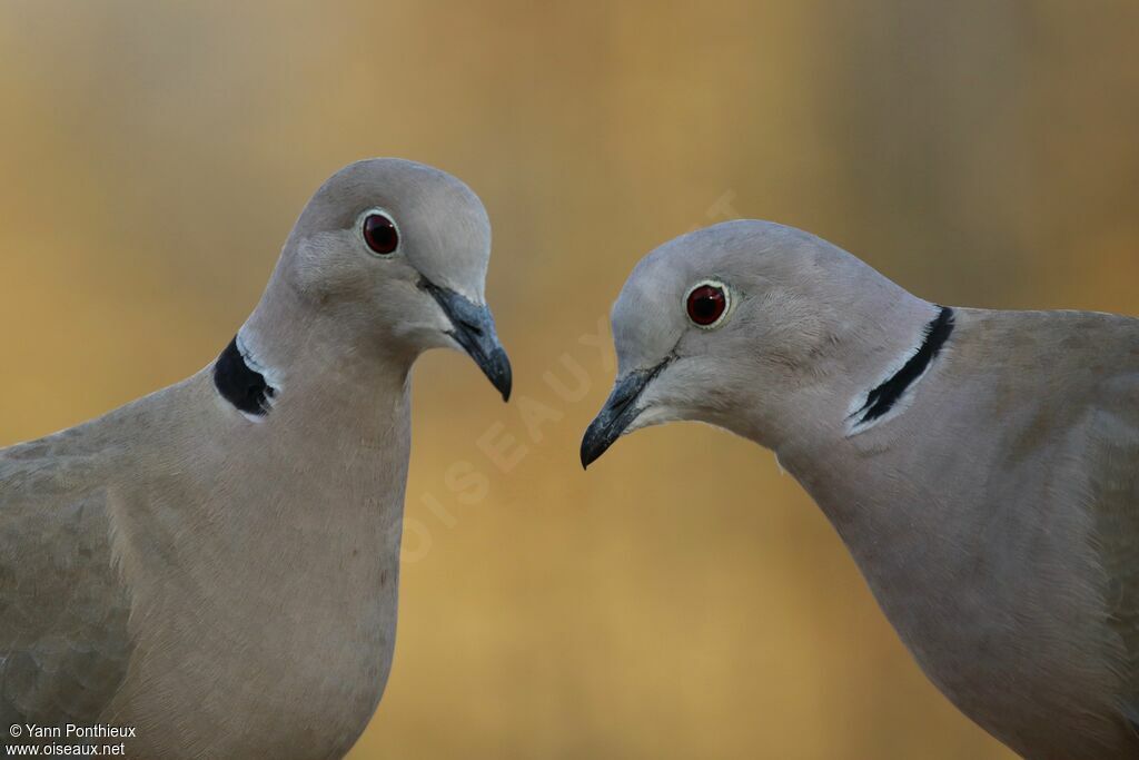 Eurasian Collared Doveadult