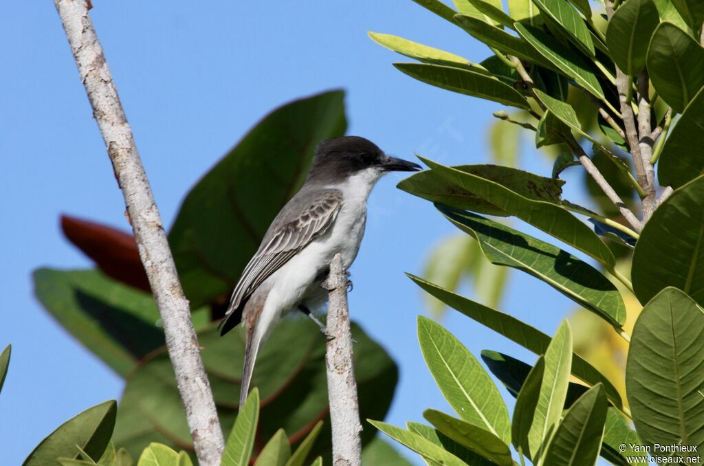 Loggerhead Kingbird