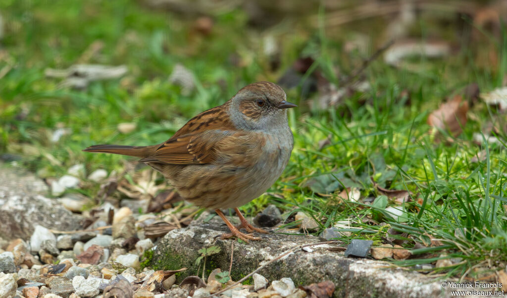 Accenteur mouchetadulte, identification, composition