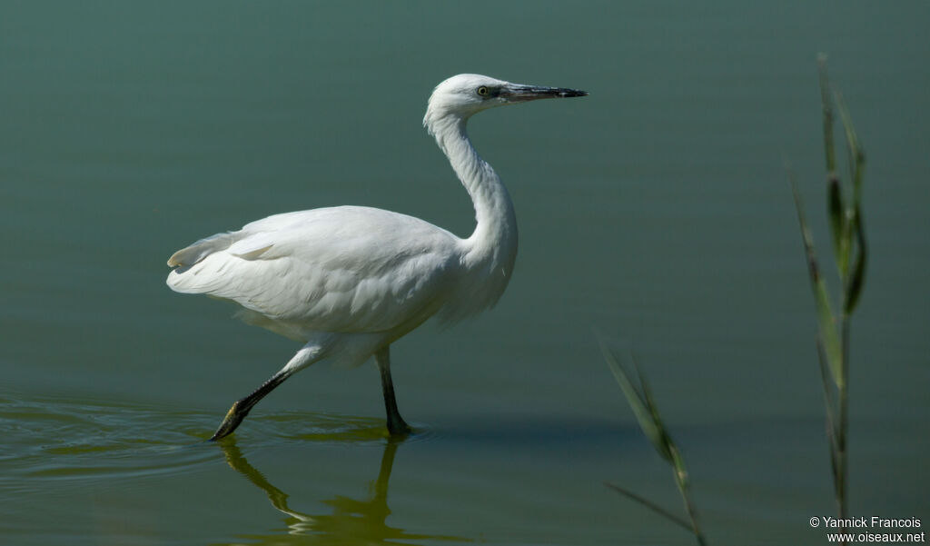 Aigrette garzetteadulte, identification, composition