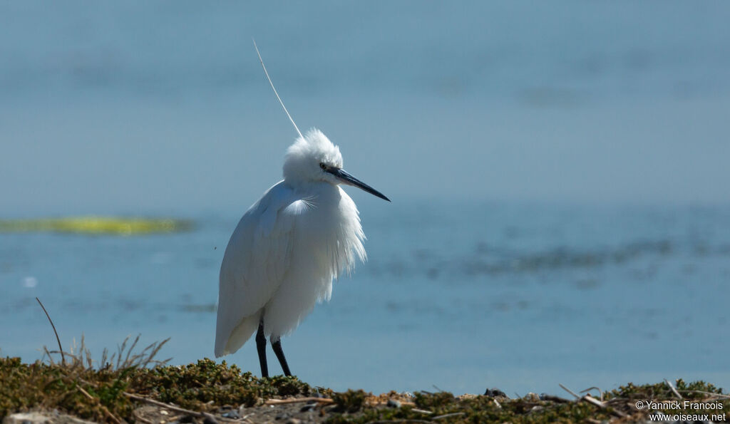 Little Egretadult breeding, identification, aspect