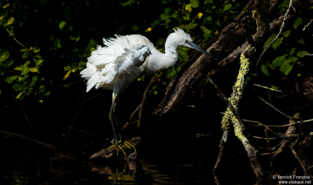 Aigrette garzetteadulte, habitat, composition