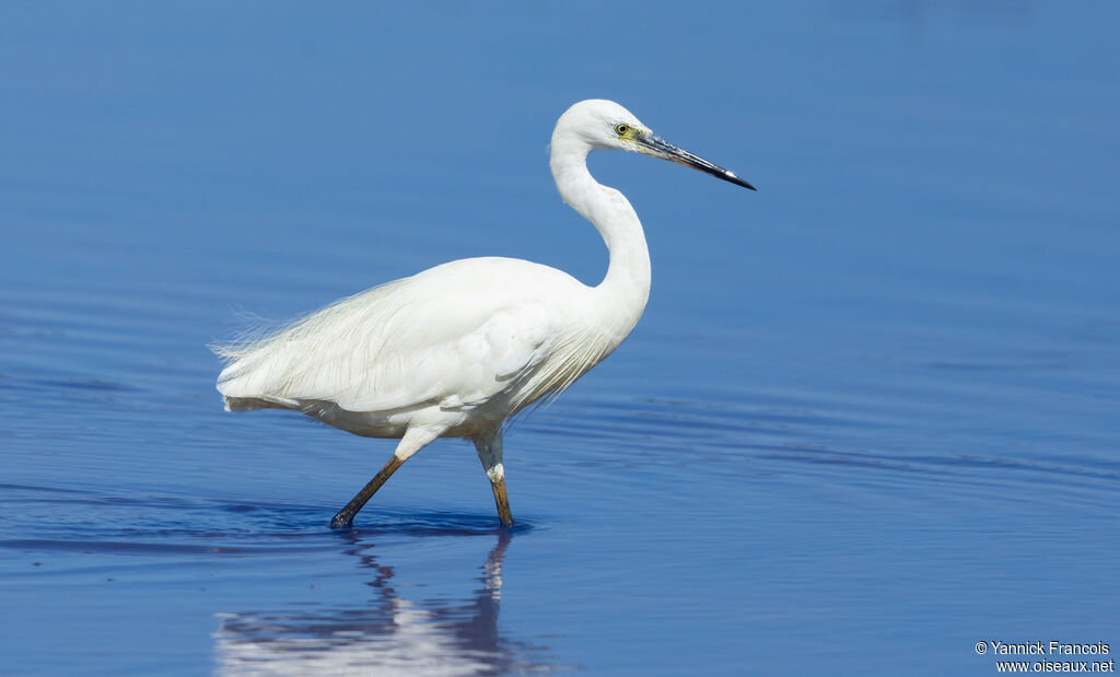 Little Egretadult, identification, aspect