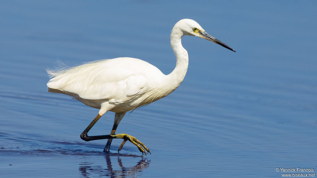 Little Egretadult, identification, aspect, walking