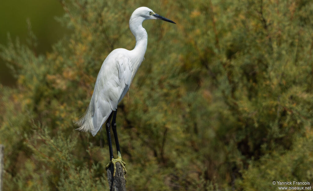 Little Egretadult post breeding, identification, aspect