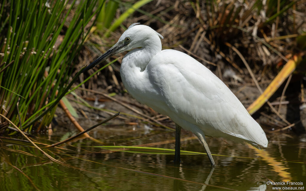 Little Egretadult post breeding, identification, aspect